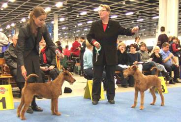 two Irish terriers at the show