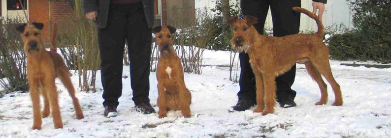 Max, Stella and Rusty in the snow at Dortmund