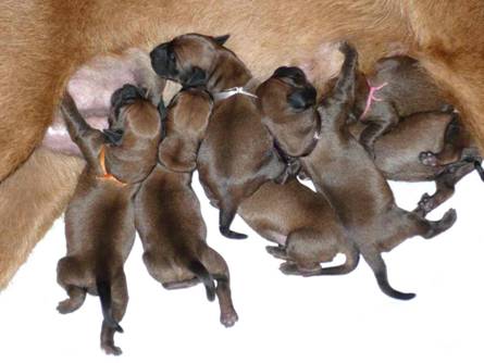 Irish terrier kennel v Akazienhain 7 puppies