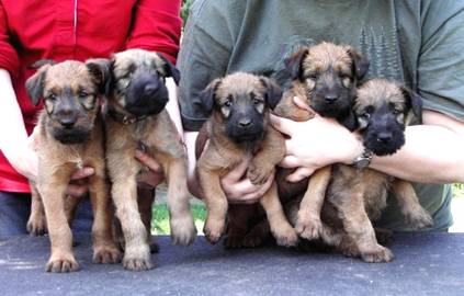 five Haseland puppies in four hands