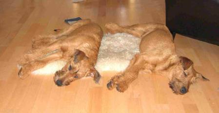 two irish terrier sleepin on the floor