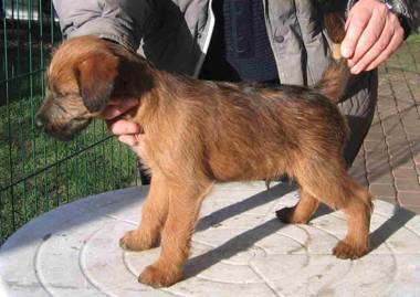 one Haseland puppie